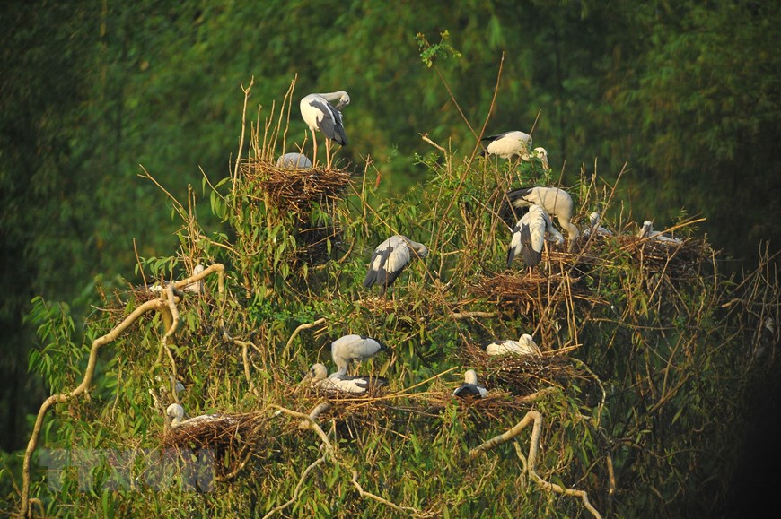 Thung Nham Bird Park, an attractive ecotourism site in Northern Vietnam Thung Nham Bird Park, an attractive ecotourism site in Northern Vietnam